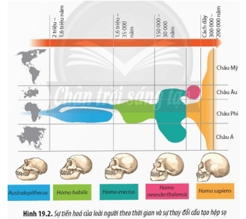 Quan sát Hình 19.2 và vẽ sơ đồ sự tiến hoá của loài người hiện đại từ loài vượn hình người Dryopithecus