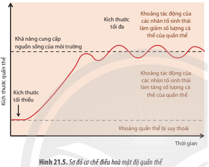 Quan sát Hình 21.5, hãy lấy ví dụ chứng minh sự ổn định của quần thể