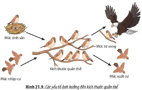 Quan sát Hình 21.9, hãy cho biết sự tác động của các yếu tố đến sự tăng trưởng của quần thể