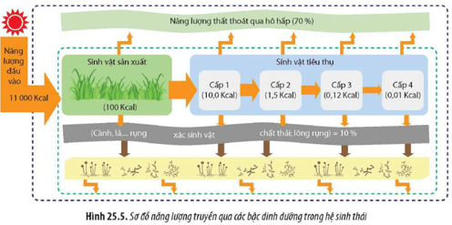 Quan sát Hình 25.5 và cho biết Các con đường thất thoát năng lượng