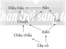 Từ các chuỗi thức ăn trong câu luyện tập trang 163, hãy Viết lưới thức ăn