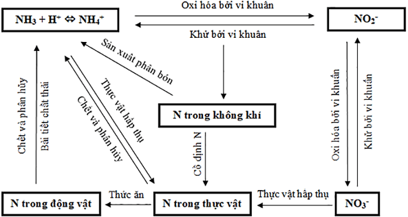 Vẽ sơ đồ khái quát của chu trình nước, carbon và nitrogen trang 167 Sinh học 12