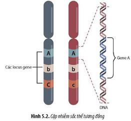 Quan sát Hình 5.2, hãy mô tả sự sắp xếp của các gene trên nhiễm sắc thể