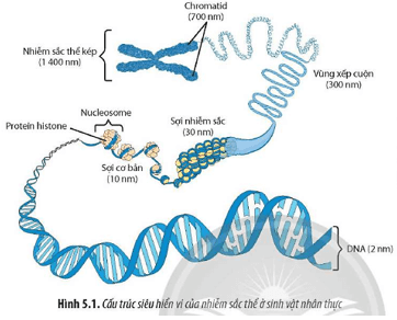 Quan sát Hình 5.1, hãy mô tả cấu trúc siêu hiển vi của nhiễm sắc thể