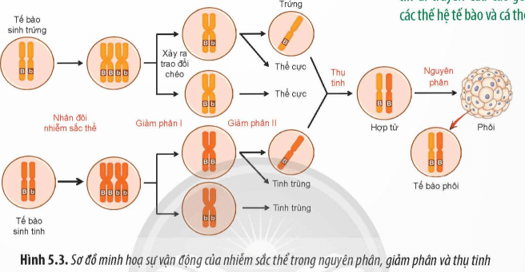 Quan sát Hình 5.3, hãy giải thích tại sao nguyên phân, giảm phân và thụ tinh quyết định quy luật vận động