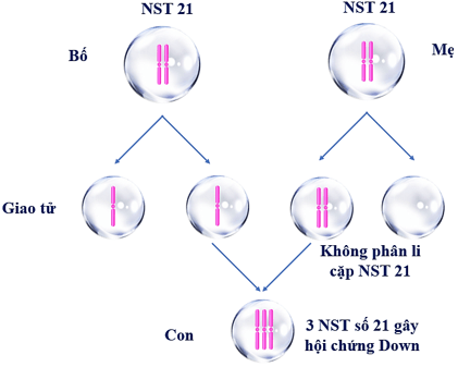 Hãy trình bày cơ chế phát sinh một hội chứng di truyền do đột biến lệch bội ở người