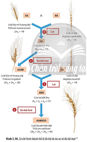 Quan sát Hình 5.10, hãy mô tả cơ chế hình thành thể dị đa bội