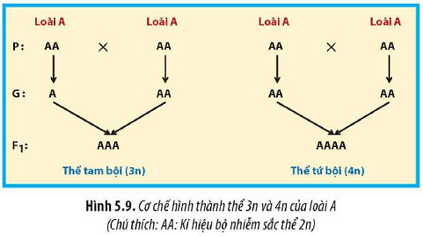 Quan sát Hình 5.9, hãy mô tả cơ chế hình thành thể tam bội và thể tứ bội