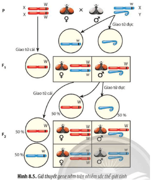 Quan sát Hình 8.5, hãy giải thích kết quả phân li kiểu hình F2 trong các trường hợp gene quy định màu mắt ruồi