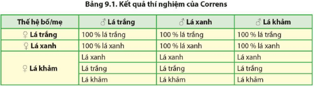 Đọc thông tin trong bảng 9.1 và cho biết Correns rút ra kết luận về di truyền ngoài nhân dựa trên cơ sở nào