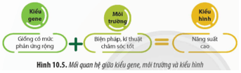 Quan sát Hình 10.5 và cho biết trong sản xuất nông nghiệp, yếu tố nào quyết định năng suất