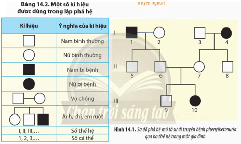 Từ thông tin ở Bảng 14.2 và Hình 14.1, hãy cho biết Cách xây dựng một sơ đồ phả hệ