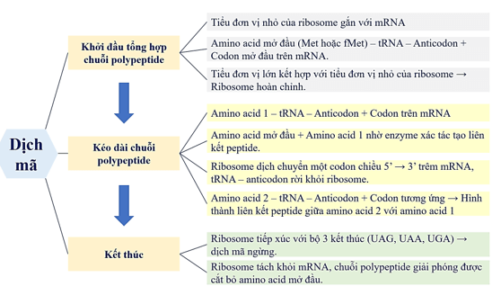 Hãy vẽ sơ đồ tóm tắt: Quá trình hoạt hoá amino acid