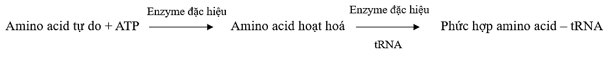 Hãy vẽ sơ đồ tóm tắt: Quá trình hoạt hoá amino acid