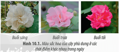 Cây phù dung Hibiscus mutabilis với sắc hoa thay đổi liên tục buổi sáng hoa nở màu trắng, đến trưa sẽ chuyển sang màu hồng