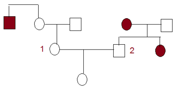 Trắc nghiệm Sinh học 12 Bài 14: Di truyền học người | Chân trời sáng tạo