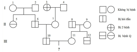 Trắc nghiệm Sinh học 12 Bài 14: Di truyền học người | Chân trời sáng tạo