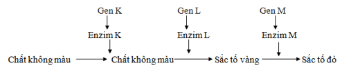 Trắc nghiệm Sinh học 12 Bài 7: Di truyền học Mendel và mở rộng học thuyết Mendel | Chân trời sáng tạo