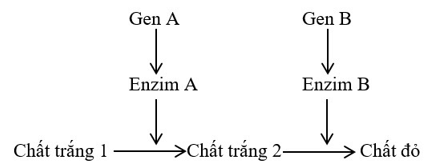 Trắc nghiệm Sinh học 12 Bài 7: Di truyền học Mendel và mở rộng học thuyết Mendel | Chân trời sáng tạo