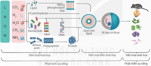 Có ý kiến cho rằng thuốc kháng sinh trị bệnh nhiễm khuẩn là nhân tố làm xuất hiện các chủng kháng thuốc