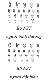 Sinh 12 Kết nối tri thức Bài 14: Thực hành: Quan sát một số dạng đột biến nhiễm sắc thể | Giải Sinh học 12