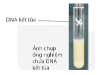 Sinh 12 Kết nối tri thức Bài 6: Thực hành: Tách chiết DNA | Giải Sinh học 12