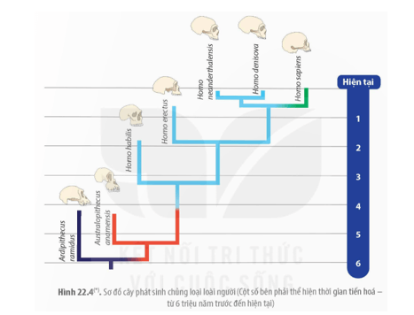 Quan sát Hình 22.4, hãy mô tả tóm tắt ba giai đoạn phát sinh loài người