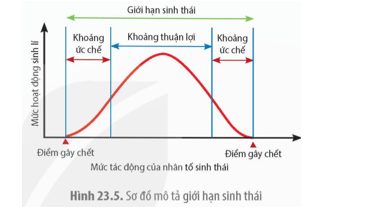 Quan sát Hình 23.5 và cho biết mức hoạt động sinh lí cao nhất của sinh vật