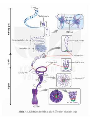 Dựa vào Hình 7.1, hãy mô tả cấu trúc siêu hiển vi của NST qua các kì trung gian, kì đầu và kì giữa