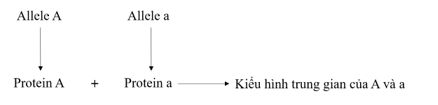 Vẽ sơ đồ khái quát thể hiện sản phẩm của các allele thuộc cùng một gene tạo ra một sản phẩm