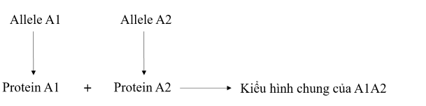 Vẽ sơ đồ khái quát thể hiện sản phẩm của các allele thuộc cùng một gene tạo ra một sản phẩm