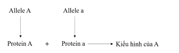 Vẽ sơ đồ khái quát thể hiện sản phẩm của các allele thuộc cùng một gene tạo ra một sản phẩm