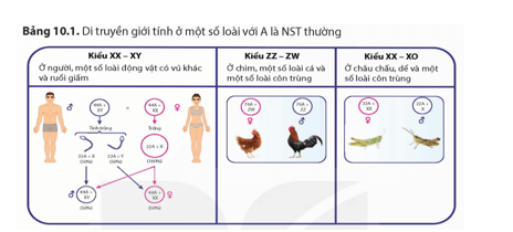 Quan sát hình di truyền giới tính ở gà trong Bảng 10.1 và cho biết có thể dùng phép lai