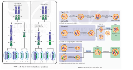 Quan sát Hình 12.2 và 12.3, trình bày cơ chế phát sinh đột biến số lượng NST