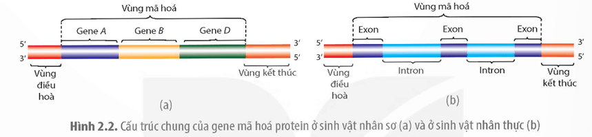 Dựa vào Hình 2.2 phân biệt cấu trúc gene ở sinh vật nhân sơ với gene ở sinh vật nhân thực