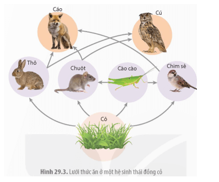 Quan sát Hình 29.3 và trả lời các câu hỏi sau: Vì một lí do nào đó mà chim cú bị loại