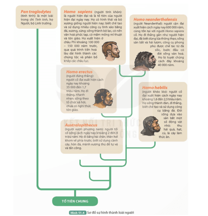 Hãy sưu tầm tài liệu mới nhất về cây tiến hoá phát sinh loài người
