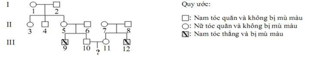 Trắc nghiệm Sinh học 12 Bài 13: Di truyền học người và di truyền y học | Kết nối tri thức