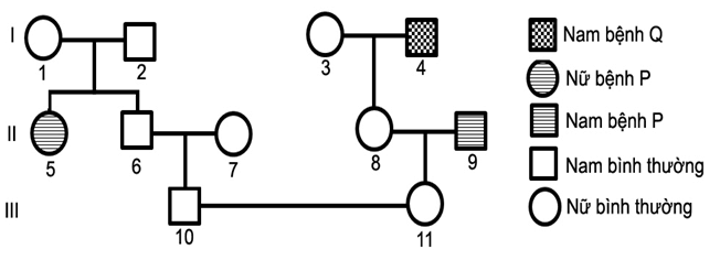 Trắc nghiệm Sinh học 12 Bài 13: Di truyền học người và di truyền y học | Kết nối tri thức