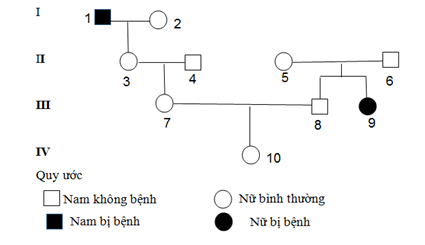 Trắc nghiệm Sinh học 12 Bài 13: Di truyền học người và di truyền y học | Kết nối tri thức