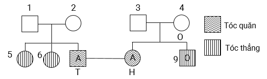 Trắc nghiệm Sinh học 12 Bài 13: Di truyền học người và di truyền y học | Kết nối tri thức