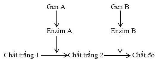 Trắc nghiệm Sinh học 12 Bài 9: Mở rộng học thuyết Mendel | Kết nối tri thức