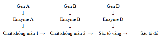 Trắc nghiệm Sinh học 12 Bài 9: Mở rộng học thuyết Mendel | Kết nối tri thức