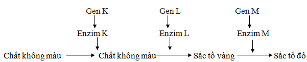 Trắc nghiệm Sinh học 12 Bài 9: Mở rộng học thuyết Mendel | Kết nối tri thức