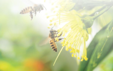 Tác giả - tác phẩm: Hành trình của bầy ong