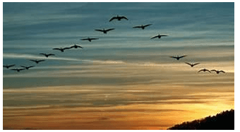 Những điều bí ẩn trong tập tính di cư của các loài chim - Tác giả tác phẩm (mới 2023) | Ngữ văn lớp 8 Chân trời sáng tạo