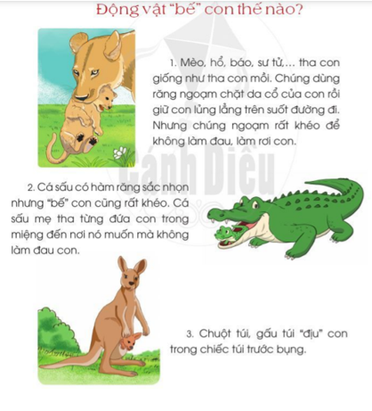 Động vật bế con thế nào trang 59 - 60 - 61 Tiếng Việt lớp 2 Tập 2 | Cánh diều