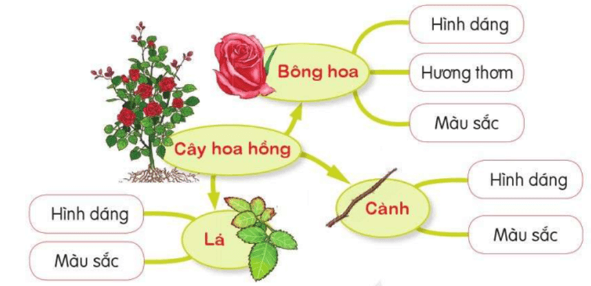 Luyện tập tả cây cối trang 52, 53 lớp 4 | Cánh diều Giải Tiếng Việt lớp 4