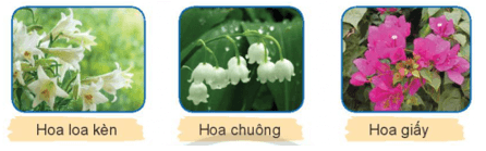 Bài 5: Hoa cúc áo Tiếng Việt lớp 4 Chân trời sáng tạo