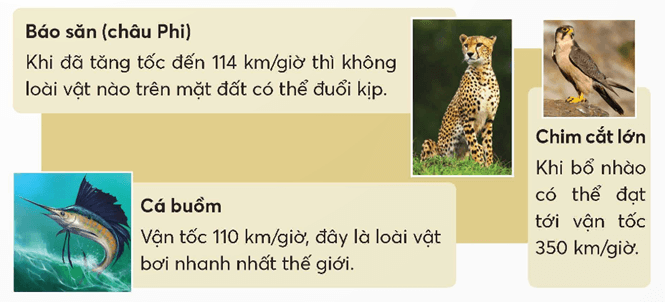 Toán lớp 5 Chân trời sáng tạo Bài 83: Vận tốc (trang 62 Tập 2) | Giải Toán lớp 5